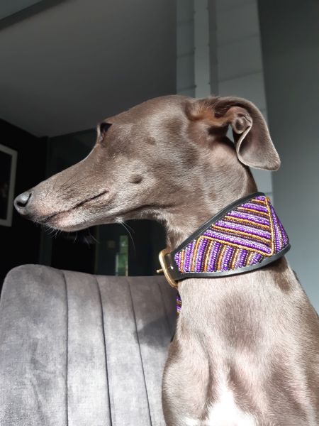 Italiaanse Windhond Hondenras Informatie, Foto's, Kenmerken & Feiten - Uitgelaten Hond